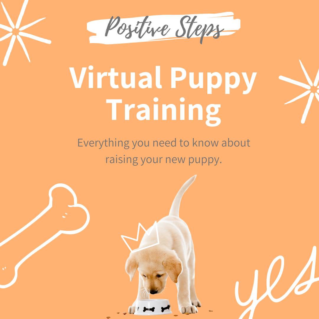 Online Puppy Training Course - Positive Steps